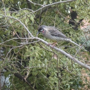 Anthochaera carunculata at Monash, ACT - 28 Jun 2017 11:07 AM