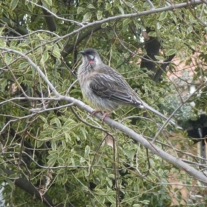 Anthochaera carunculata at Monash, ACT - 28 Jun 2017 11:07 AM