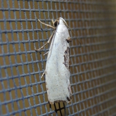Tymbophora peltastis (A Xyloryctid moth (Xyloryctidae)) at Pollinator-friendly garden Conder - 21 Feb 2017 by michaelb