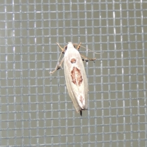 Tymbophora peltastis at Conder, ACT - 21 Feb 2017