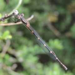 Austrolestes leda (Wandering Ringtail) at Conder, ACT - 28 Feb 2017 by MichaelBedingfield