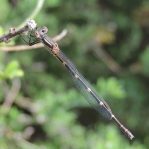 Austrolestes leda at Conder, ACT - 28 Feb 2017 10:14 AM