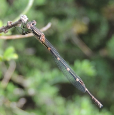 Austrolestes leda (Wandering Ringtail) at Pollinator-friendly garden Conder - 27 Feb 2017 by michaelb