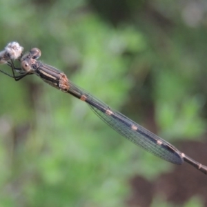 Austrolestes leda at Conder, ACT - 28 Feb 2017 10:14 AM