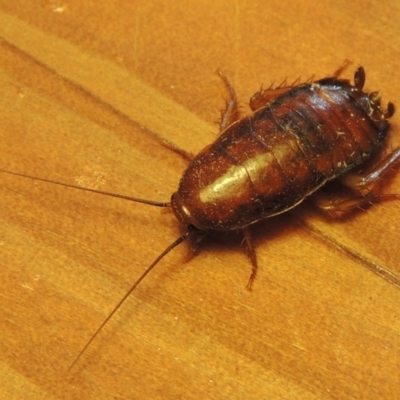 Melanozosteria sp. (genus) (A native cockroach) at Pollinator-friendly garden Conder - 28 Feb 2017 by michaelb