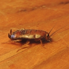 Melanozosteria sp. (genus) at Conder, ACT - 28 Feb 2017