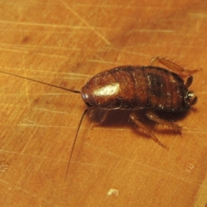 Melanozosteria sp. (genus) at Conder, ACT - 28 Feb 2017