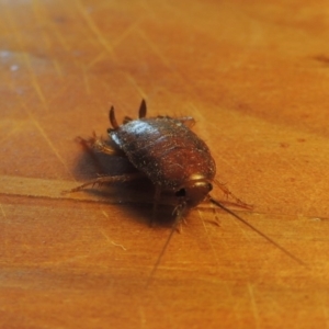 Melanozosteria sp. (genus) at Conder, ACT - 28 Feb 2017 01:42 PM