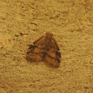 Scolypopa australis at Conder, ACT - 21 Mar 2017