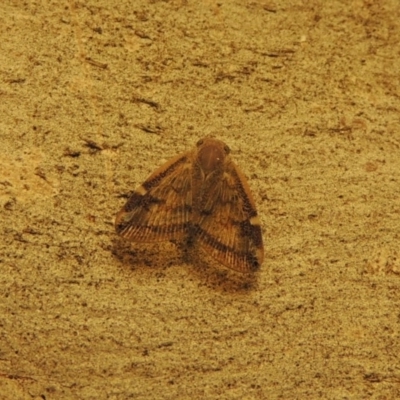 Scolypopa australis (Passionvine hopper, Fluffy bum) at Conder, ACT - 20 Mar 2017 by michaelb