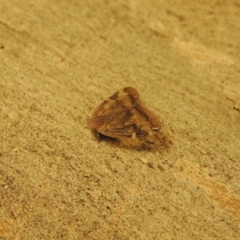 Scolypopa australis at Conder, ACT - 21 Mar 2017 10:33 AM