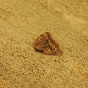 Scolypopa australis at Conder, ACT - 21 Mar 2017