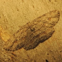 Ectropis bispinaria (Loop-line Bark Moth) at Conder, ACT - 20 Mar 2017 by michaelb