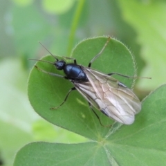 Camponotus sp. (genus) (A sugar ant) at Pollinator-friendly garden Conder - 23 Mar 2017 by michaelb