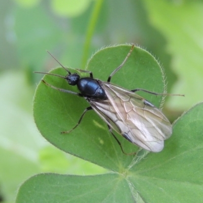 Camponotus sp. (genus) (A sugar ant) at Pollinator-friendly garden Conder - 23 Mar 2017 by michaelb