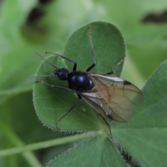 Camponotus sp. (genus) at Conder, ACT - 24 Mar 2017