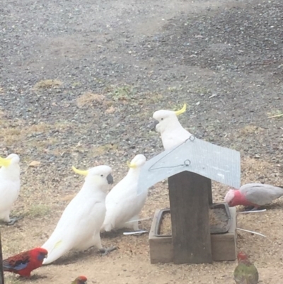 Cacatua galerita (Sulphur-crested Cockatoo) at Royalla, NSW - 15 Jul 2017 by Quantumcat