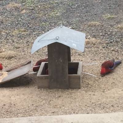 Platycercus elegans (Crimson Rosella) at Royalla, NSW - 15 Jul 2017 by Quantumcat