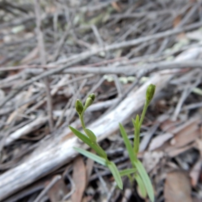 Bunochilus umbrinus (ACT) = Pterostylis umbrina (NSW) (Broad-sepaled Leafy Greenhood) by CathB