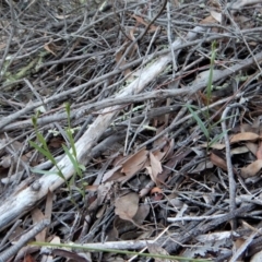 Bunochilus umbrinus (ACT) = Pterostylis umbrina (NSW) at suppressed - 11 Jul 2017