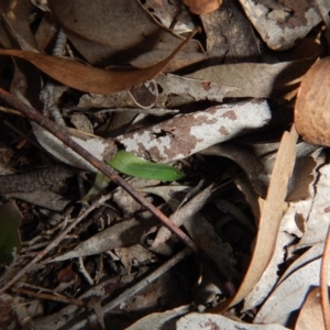 Cyanicula caerulea at Point 3852 - 10 Jul 2017