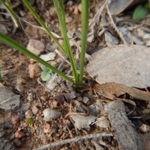 Diuris chryseopsis at Belconnen, ACT - 10 Jul 2017