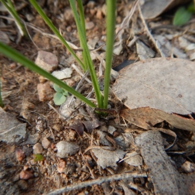 Diuris chryseopsis (Golden Moth) at Mount Painter - 10 Jul 2017 by CathB