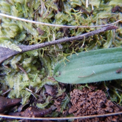 Glossodia major (Wax Lip Orchid) at Aranda, ACT - 10 Jul 2017 by CathB