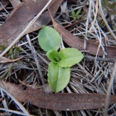 Pterostylis nutans (Nodding Greenhood) at Aranda Bushland - 10 Jul 2017 by CathB