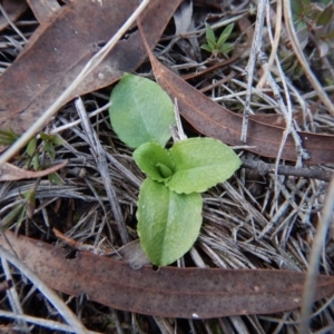 Pterostylis nutans at Belconnen, ACT - 10 Jul 2017