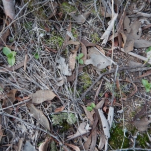 Pterostylis nutans at Belconnen, ACT - 10 Jul 2017