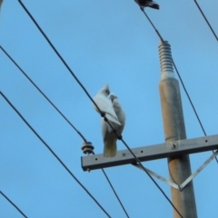 Cacatua sanguinea (Little Corella) at Cook, ACT - 15 Jul 2017 by CathB