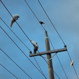 Cacatua sanguinea at Cook, ACT - 15 Jul 2017