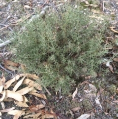 Daviesia genistifolia (Broom Bitter Pea) at Wamboin, NSW - 15 Jul 2017 by LSP