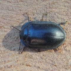 Pterohelaeus striatopunctatus (Darkling beetle) at Conder, ACT - 25 Mar 2017 by michaelb