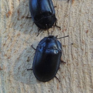 Pterohelaeus striatopunctatus at Conder, ACT - 26 Mar 2017