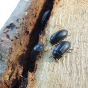 Pterohelaeus striatopunctatus at Conder, ACT - 26 Mar 2017 09:46 AM