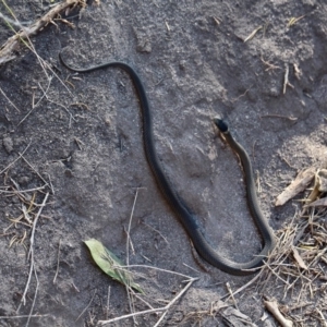 Drysdalia rhodogaster at Tura Beach, NSW - 17 May 2017