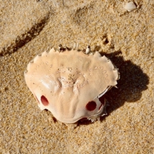 Ovalipes australiensis at Bournda, NSW - 17 May 2017