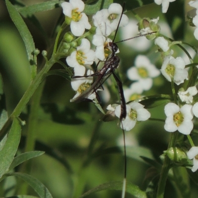 Gasteruption sp. (genus) (Gasteruptiid wasp) at Pollinator-friendly garden Conder - 5 Apr 2017 by michaelb