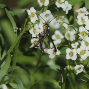 Gasteruption sp. (genus) at Conder, ACT - 5 Apr 2017 04:22 PM