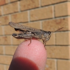 Phaulacridium vittatum (Wingless Grasshopper) at Conder, ACT - 12 Apr 2017 by MichaelBedingfield