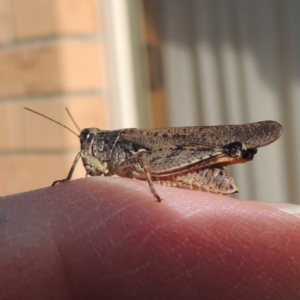 Phaulacridium vittatum at Conder, ACT - 12 Apr 2017 05:03 PM