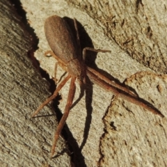 Synalus angustus (Narrow crab spider) at Pollinator-friendly garden Conder - 13 Apr 2017 by michaelb