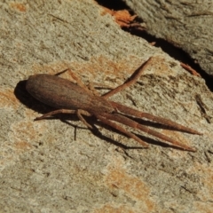 Synalus angustus at Conder, ACT - 14 Apr 2017