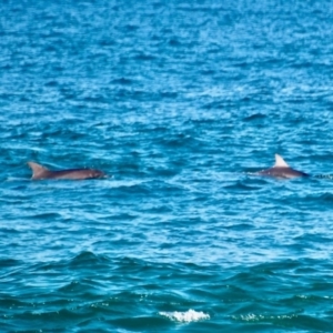 Tursiops aduncus at Merimbula, NSW - 18 May 2017 12:00 AM