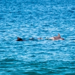 Tursiops aduncus at Merimbula, NSW - 18 May 2017 12:00 AM