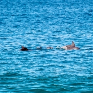 Tursiops aduncus at Merimbula, NSW - 18 May 2017 12:00 AM