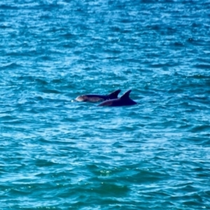 Tursiops aduncus at Merimbula, NSW - 18 May 2017 12:00 AM