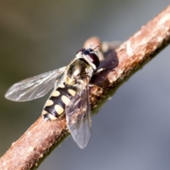 Simosyrphus grandicornis (Common hover fly) at Higgins, ACT - 13 Jul 2017 by AlisonMilton